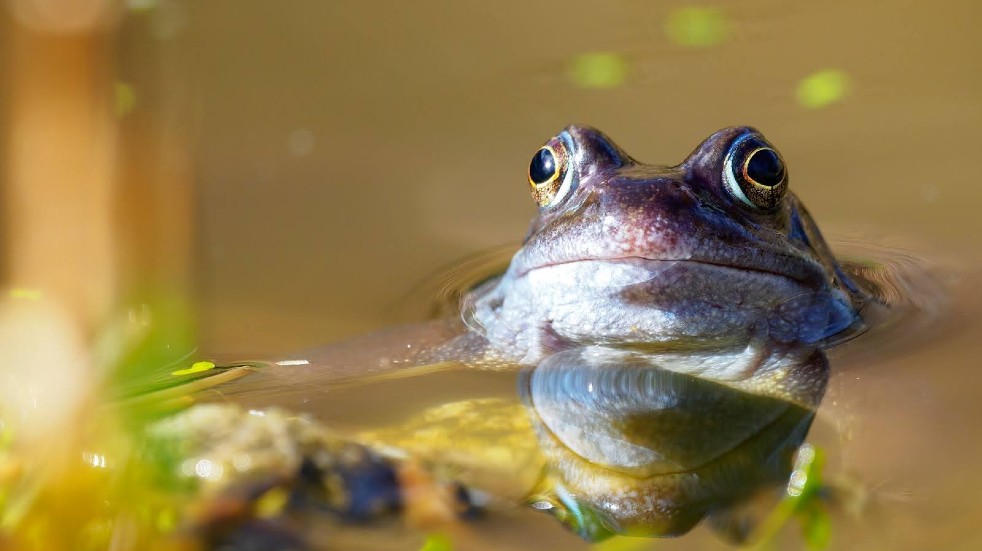 Frog in the water